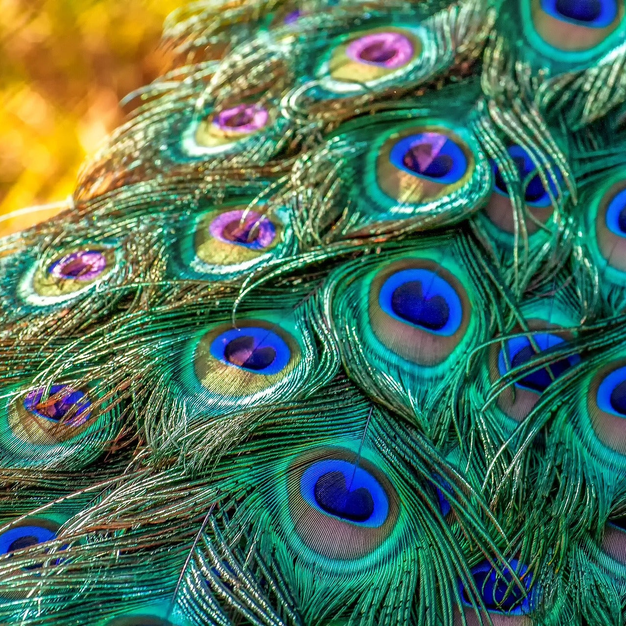 INDISCHES FRÜHLINGSFEST MIT DARSHAN IN SRI VITTHAL DHAM APRIL 2026